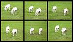 F51T3077 horsies.JPG